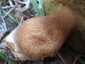 Bronzos vargánya (Boletus aereus), Őrség
